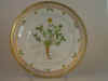 Potentilla Emarginata Pursh.  T 2291.jpg (120660 byte)