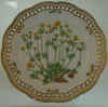 Potentilla Friesiana Lge.  T 2965.jpg (185841 byte)