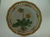 Primula Elatior Jacq.  T434.jpg (118437 byte)