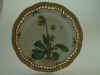 Primula Officinalis Jacq. T433.jpg (114978 byte)