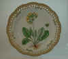 Primula Unicolor Nolt.  T 2767.jpg (135878 byte)