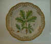 Quercus Foemina Roth.  T 1180.jpg (132225 byte)