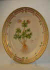 Ranunculus Glacialis L.  T 19.jpg (188039 byte)