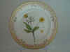 Ranunculus Lanuginosus L.  T 397.jpg (109195 byte)