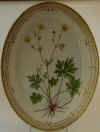 Ranunculus Polyanthemos L.  T 1700.jpg (204675 byte)