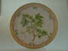 Ribes Rubrum L.  T 967.jpg (110581 byte)