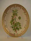Ribes Uva Crispa L.  T 546.jpg (184626 byte)