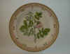 Rosa Dumetorum Lge.  T 2718.jpg (120806 byte)