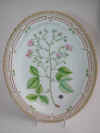 Rubus Sprengelii Whe. et N. E.   T1697.jpg (200457 byte)