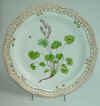 Rumex Digynus L.   T14.jpg (181525 byte)