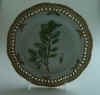 Salix Arctica Fl. D.    T 2488.jpg (142748 byte)