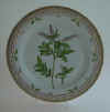 Salix Arenarius Oed.  T2605.jpg (151597 byte)