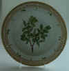 Salix Nigricans Sm.   T 2553.jpg (157756 byte)