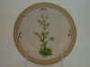 Saxifraga Controversa Sternb.  T 68.jpg (102485 byte)