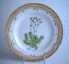 Saxifraga Hypnoides L.  T 348.jpg (193219 byte)