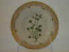 Saxifraga Rivularis L.  T 118.jpg (104181 byte)