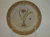 Scillia Verna L. T 568.jpg (105580 byte)