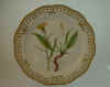 Scorzonera Humilis L.  T 816.jpg (119596 byte)