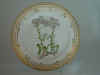 Sedum Album L. T 66.jpg (116225 byte)