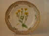 Senecio Jacobaea L.  T 944.jpg (117524 byte)