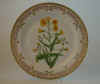 Senecio Paludosus L.  T 385.jpg (130289 byte)