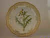 Sonchus Asper Vill.  T 843.jpg (116174 byte)