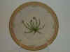 Spergula Nodosa L.  T 96.jpg (101949 byte)