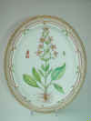 Swertia Perrenis L.  T2047.jpg (193648 byte)