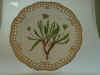 Taraxacum Ceratophorum  DC.  T 2659.jpg (123906 byte)