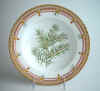 Taxus Baccata  L.   T 1240.jpg (190598 byte)
