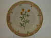 Trifolium Agarium L.  T 558.jpg (105205 byte)
