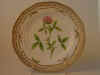 Trifolium Medium L.  T 662.jpg (116898 byte)