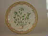 Trifolium Striatum L.  T 1171.jpg (112098 byte)