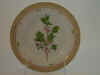Vaccinium Uliginosum L.  T 231.jpg (103921 byte)