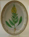 Verbascum Thapsiforme (Beta) Cuspidatum Schrad.  T 1810.jpg (188378 byte)