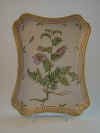 Vicia Cassubica Oed.  T 98.jpg (180197 byte)