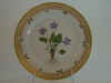 Viola Hirta L.  T 618.jpg (109389 byte)