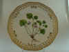 Viola Mirabilis L.  T 1045.jpg (121559 byte)