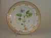 Viola Montana L.  T 1329.jpg (107329 byte)