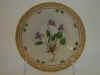 Viola Umbrosa Fr.  T Supp. 3  130.jpg (108058 byte)